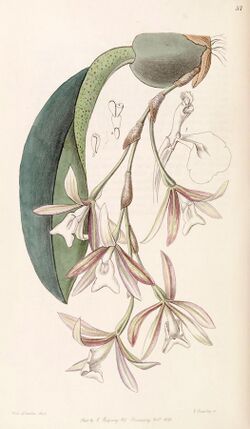 Trichopilia laxa (as Pilumna laxa) - Edwards vol 32 (NS 9) pl 57 (1846).jpg