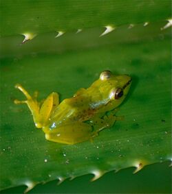 Tsarafidy Madagascar Frog (Guibemantis pulcher) (10328061235).jpg
