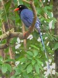 Urocissa caerulea, Taiwan 1.jpg