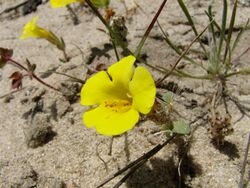 Vandenberg monkeyflower (14846782519).jpg