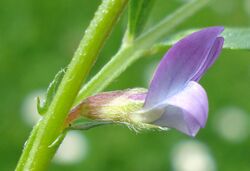 Vicia lathyroides3 W.jpg