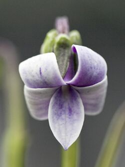 Viola maviensis by PT 20120609 000106.jpg