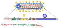 Viruses-04-01878-g005.webp