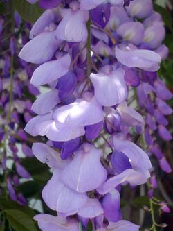 Wisteria close-up