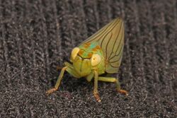 "Mr. Grumpy" Planthopper - Thionia simplex, Woodbridge, Virginia.jpg