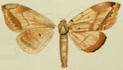 07-Alatanadata latipennis Strand, 1912.JPG