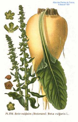 276 Beta vulgaris L.jpg