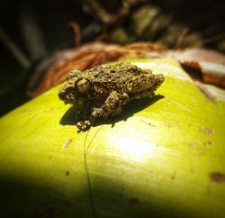 A meditation - Pseudophilautus hallidayi (Halliday's Shrub Frog).jpg