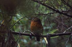 Abyssinian Ground-thrush (Zoothera piaggiae) perched.jpg