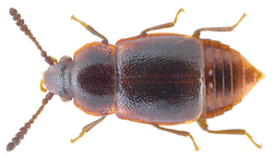 Acrulia inflata (Gyllenhal, 1813).png