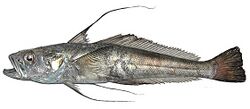 Aethotaxis mitopteryx geshafish.jpg