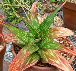 Aloe somaliensis 1.jpg