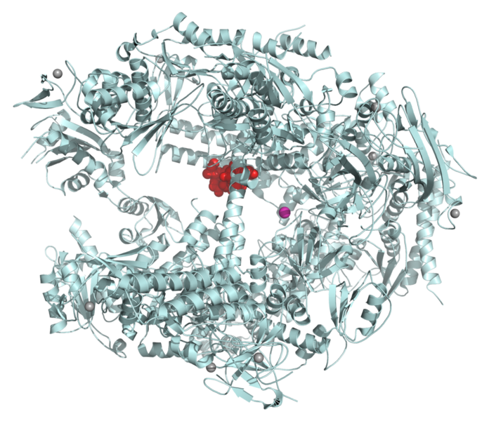 File:Alpha-Amanitin–RNA polymerase II complex 1K83.png