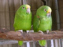 Amazona ochrocephala panamensis -captive-8a.jpg