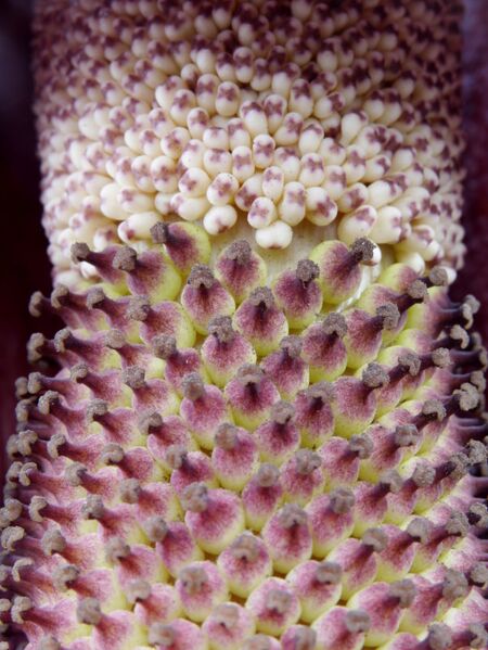 File:Amorphophallus konjac flower structure.jpg