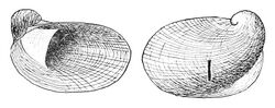 Amphigyra alabamensis shell.jpg