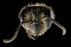 Andrena rugosa, f, face, upper marlboro, md 2014-04-21-18.28.18 ZS PMax (13997039323).jpg