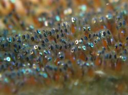 Anemone Fish Eggs.jpg