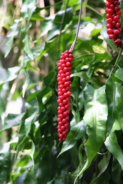 Anthurium gracile IMG 1673.jpg