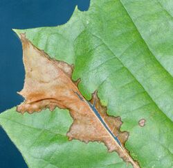 Apiognomonia veneta leaf.JPG