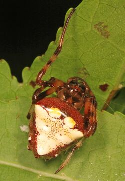 Arrowhead Spider - Verrucosa arenata, Julie Metz Wetlands, Woodbridge, Virginia - 03.jpg