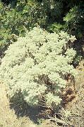Artemisia arborescens in north western Sardinia..jpg