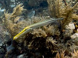 Aulostomus maculatus (Trumpetfish - yellow head variation).jpg