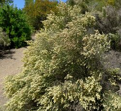 Baccharis articulata 1.jpg