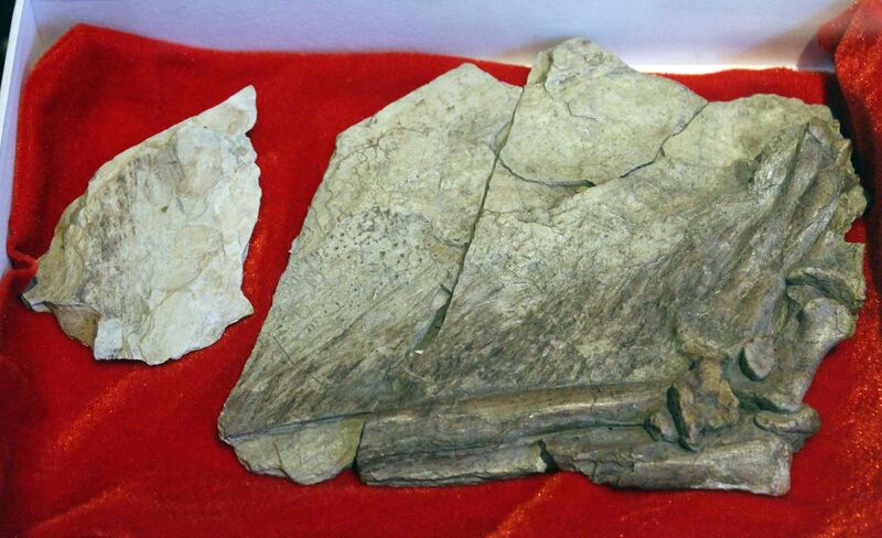 File:Beipiaosaurus-Paleozoological Museum of China.jpg
