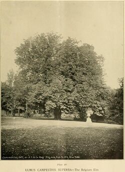 Belgium Elm at Ellwanger & Barry, Rochester NY.jpg