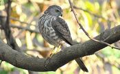 Besra Sparrowhawk.jpg