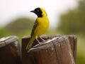 Black Headed Oriole (6290941942).jpg