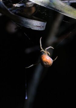 Bolas Spider - Mastophora bisaccata, Okaloacoochee Slough WMA, Florida.jpg