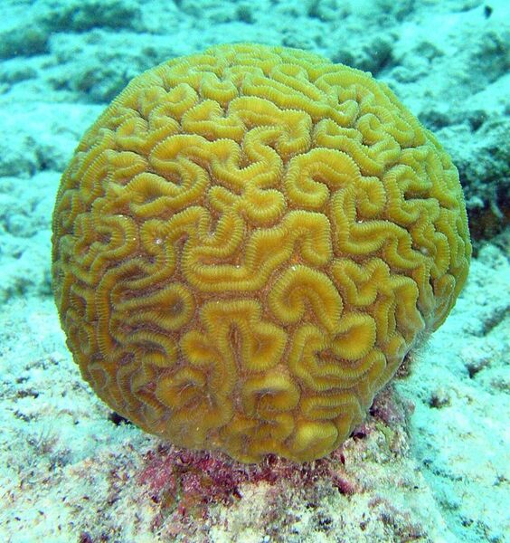 File:Brain coral.jpg