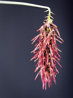 Bulbophyllum lemniscatum (inflorescence).jpg