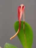 Bulbophyllum obovatifolium (36148067205).jpg