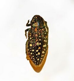 Buprestidae - Julodis albomaculata.JPG