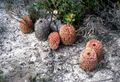 CSIRO ScienceImage 2915 The Creeping Banksia Banksia repens Western Australia.jpg