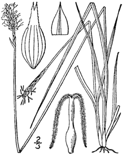 Carex exilis drawing 1.png