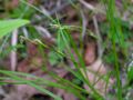 Carex novae-angliae 1 (5097226615).jpg