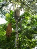 Caryota rumphiana - Fishtale Palm P1170555.JPG