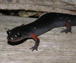 Cheoah Bald Salamander imported from iNaturalist photo 5878362 on 20 April 2022.jpg