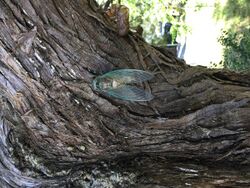 Cicada on an Eastern Juniper tree in Oklahoma.jpg