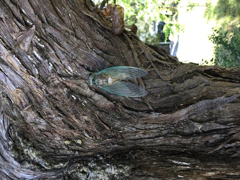 File:Cicada on an Eastern Juniper tree in Oklahoma.jpg