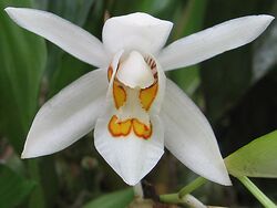 Coelogyne nitida.jpg