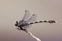 Common tigertail (Ictinogomphus ferox).jpg