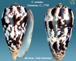 Conus striatus 4.jpg