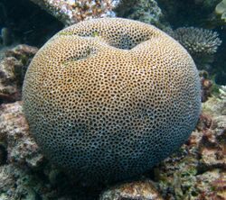 Coral Sphere Flynn Reef.jpg