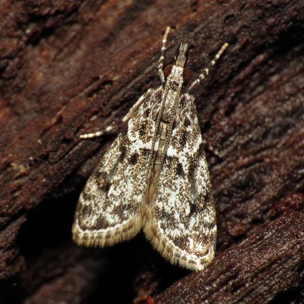 File:Crambid Snout Moth - Flickr - treegrow (2).jpg