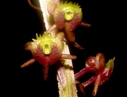 Crepidium purpureiflora Raab Bustamante.jpeg